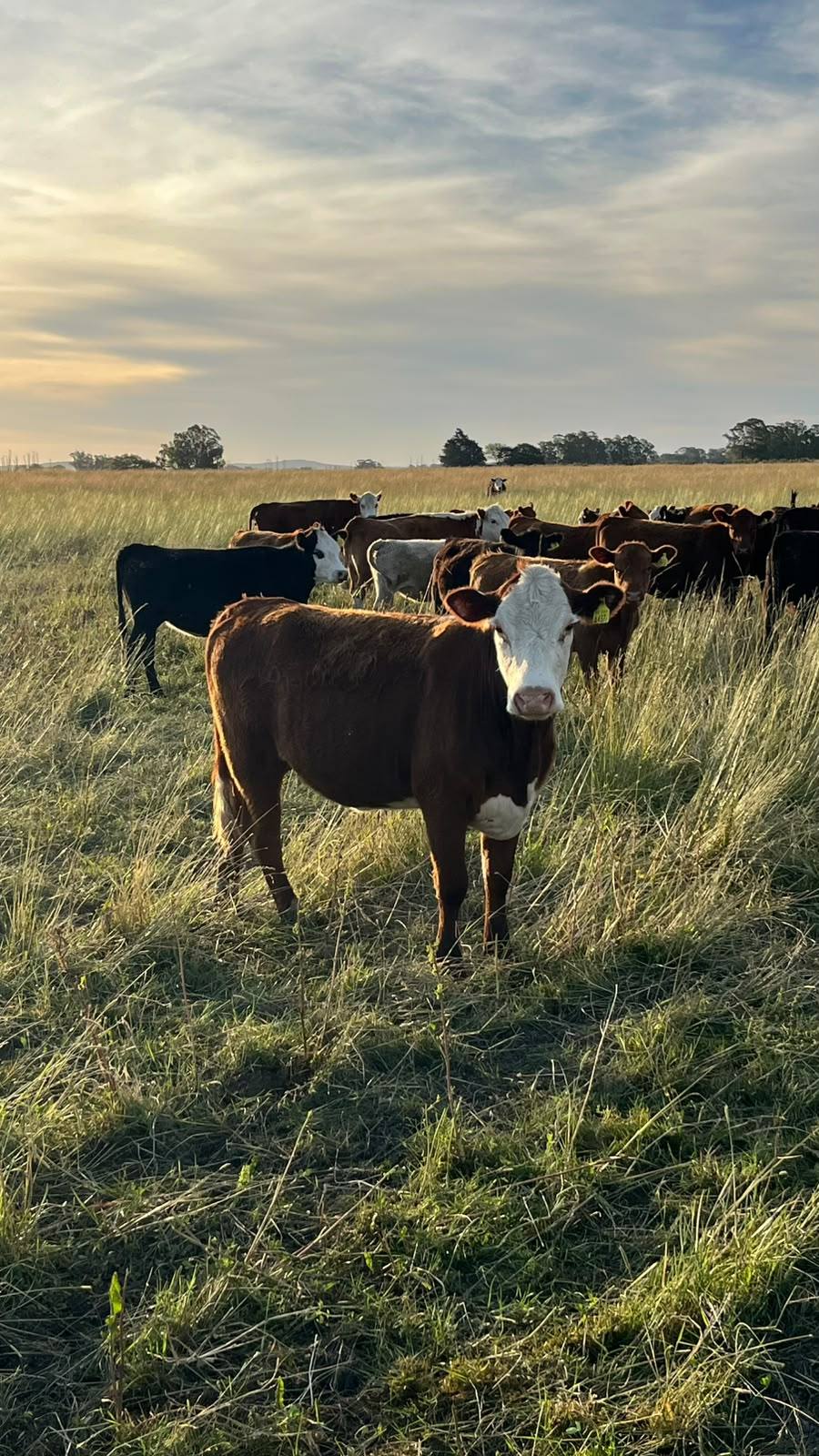 Ganado en campo de Lobería